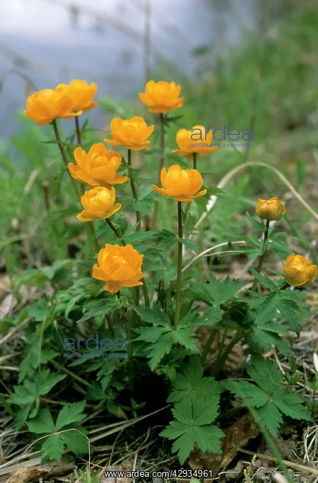 : Siberian globeflower flowering on river Taz bank, spring : Siberian globeflower flowering on river Taz bank, spring