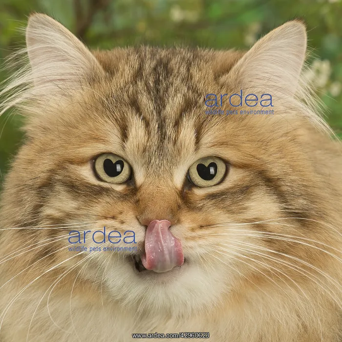 : Siberian golden spotted tabby cat licking nose with heart sh : Siberian golden spotted tabby cat licking nose with heart sh