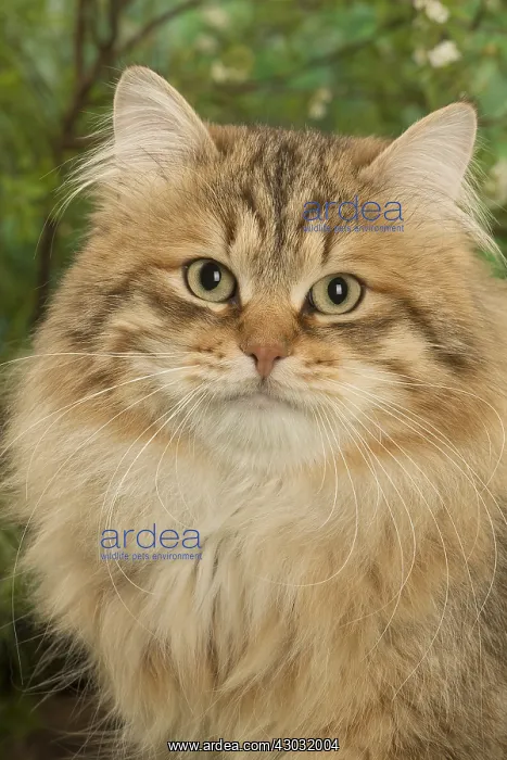 : Siberian golden spotted tabby cat outside in the garden : Siberian golden spotted tabby cat outside in the garden