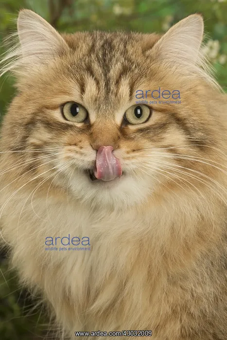 : Siberian golden spotted tabby cat outside in the garden : Siberian golden spotted tabby cat outside in the garden