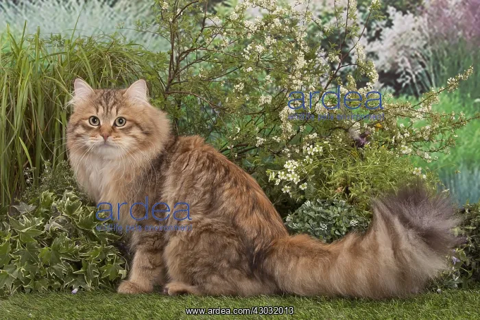 : Siberian golden spotted tabby cat outside in the garden : Siberian golden spotted tabby cat outside in the garden