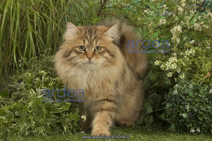 : Siberian golden spotted tabby cat outside in the garden : Siberian golden spotted tabby cat outside in the garden