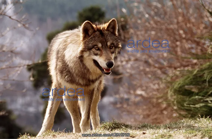 : SIBERIAN GREY WOLF : SIBERIAN GREY WOLF