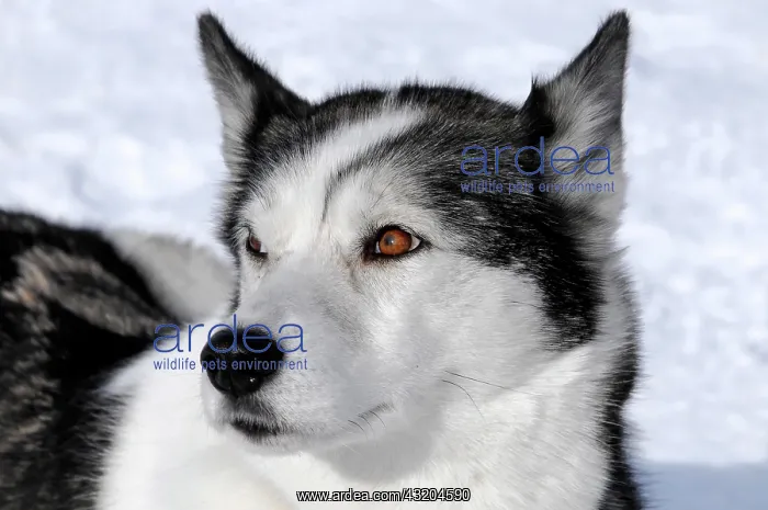 : Siberian Huskies, portrait, 6th International Sled : Siberian Huskies, portrait, 6th International Sled