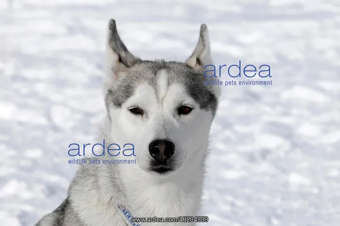 : Siberian Huskies, portrait, 6th International Sled : Siberian Huskies, portrait, 6th International Sled