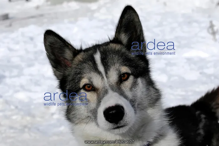 : Siberian Huskies, portrait, 6th International Sled : Siberian Huskies, portrait, 6th International Sled