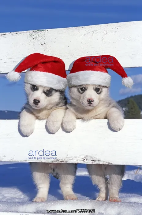 : Siberian Huskies - Two puppies standing looking : Siberian Huskies - Two puppies standing looking