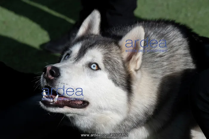 : Siberian Husky : Siberian Husky