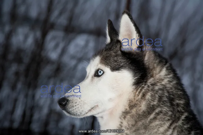 : Siberian Husky, Austria, Europe : Siberian Husky, Austria, Europe