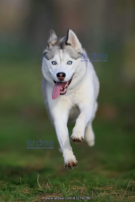 : Siberian Husky bitch jumps over a meadow, Rhineland-Palatina : Siberian Husky bitch jumps over a meadow, Rhineland-Palatina