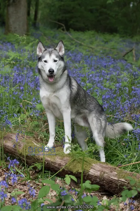  : Siberian Husky in Bluebells