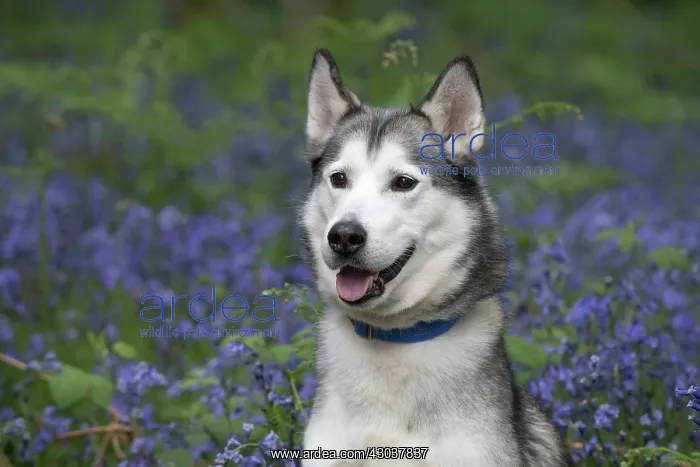  : Siberian Husky in Bluebells