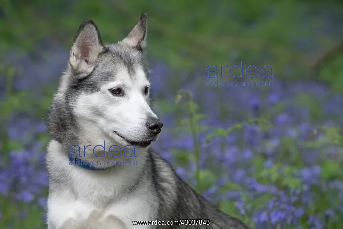  : Siberian Husky in Bluebells