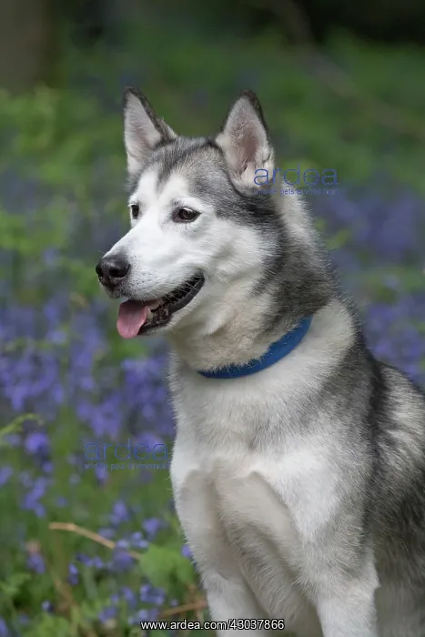  : Siberian Husky in Bluebells