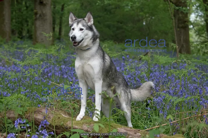  : Siberian Husky in Bluebells