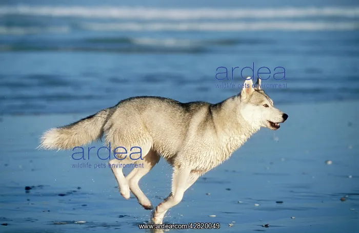 : Siberian Husky Dog : Siberian Husky Dog
