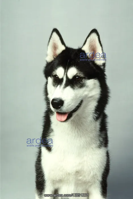: SIBERIAN HUSKY DOG : SIBERIAN HUSKY DOG