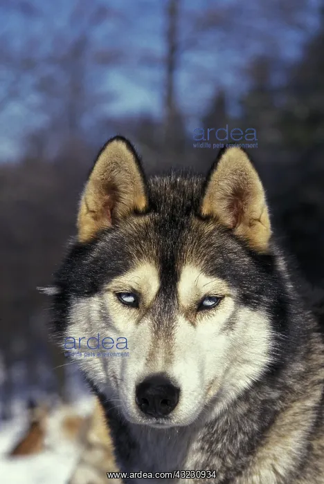 : Siberian Husky Dog, Portrait of Adult : Siberian Husky Dog, Portrait of Adult