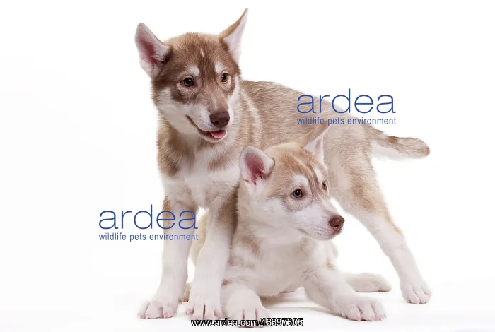  : Siberian Husky Dog - puppies