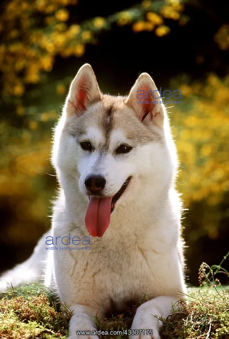 : SIBERIAN HUSKY DOG SITTING : SIBERIAN HUSKY DOG SITTING