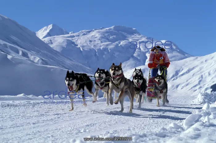: Siberian Husky Dogs and Musher running with Sledge : Siberian Husky Dogs and Musher running with Sledge