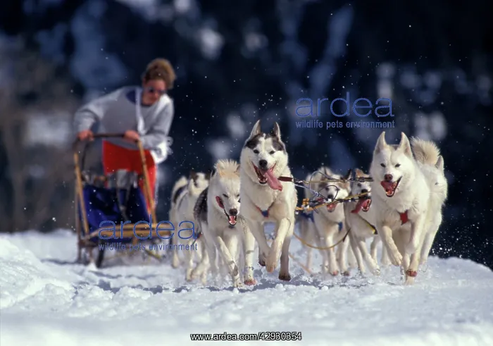 : Siberian Husky Dogs with Musher running with sledge : Siberian Husky Dogs with Musher running with sledge