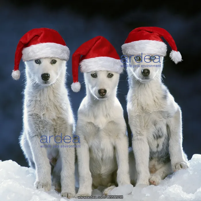: Siberian husky Dogs - three sitting on snow wearing : Siberian husky Dogs - three sitting on snow wearing