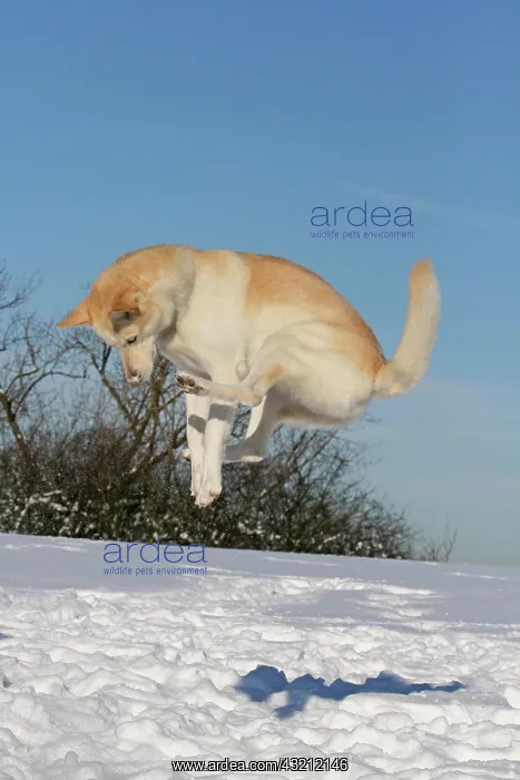 : Siberian Husky jumping up, snow Siberian Husky springt : Siberian Husky jumping up, snow Siberian Husky springt