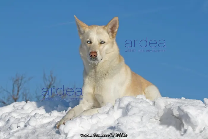 : Siberian Husky, male, 5 years old, lying in the : Siberian Husky, male, 5 years old, lying in the