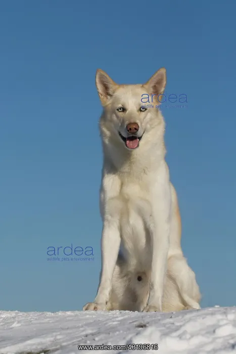 : Siberian Husky, male, 5 years old, sits in snow : Siberian Husky, male, 5 years old, sits in snow
