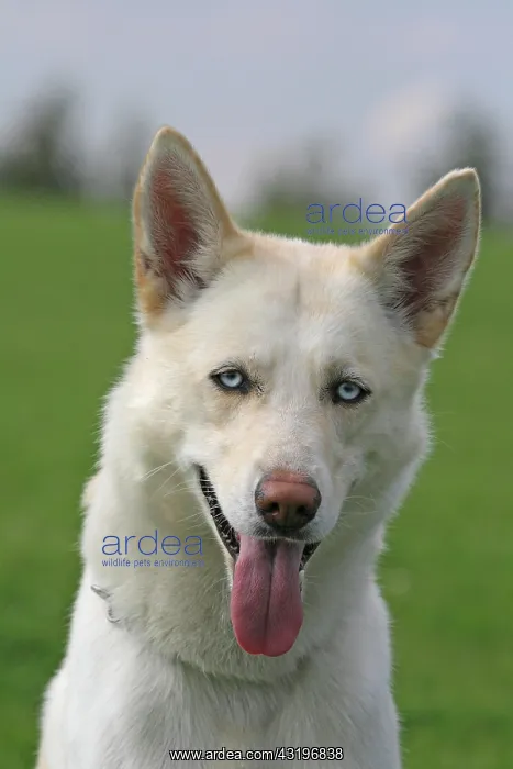 : Siberian Husky, portrait Siberian Husky, Portr&, x4d2c; : Siberian Husky, portrait Siberian Husky, Portr&, x4d2c;
