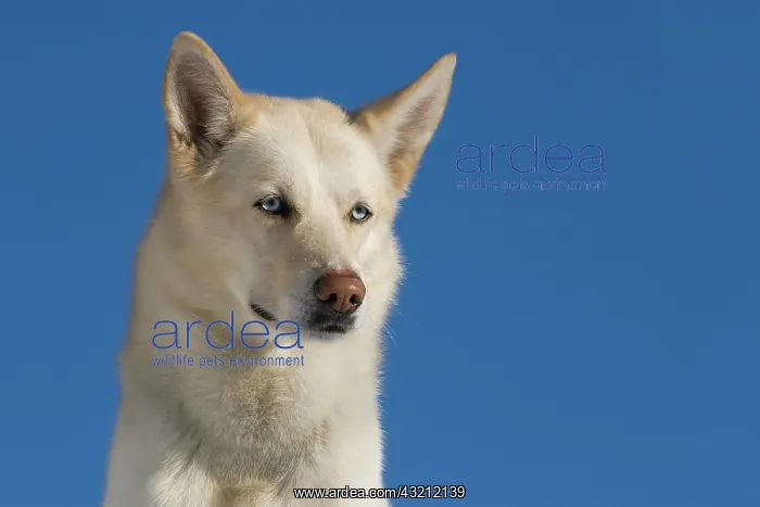 : Siberian Husky, portrait Siberian Husky, Portr&, x4d2c; : Siberian Husky, portrait Siberian Husky, Portr&, x4d2c;