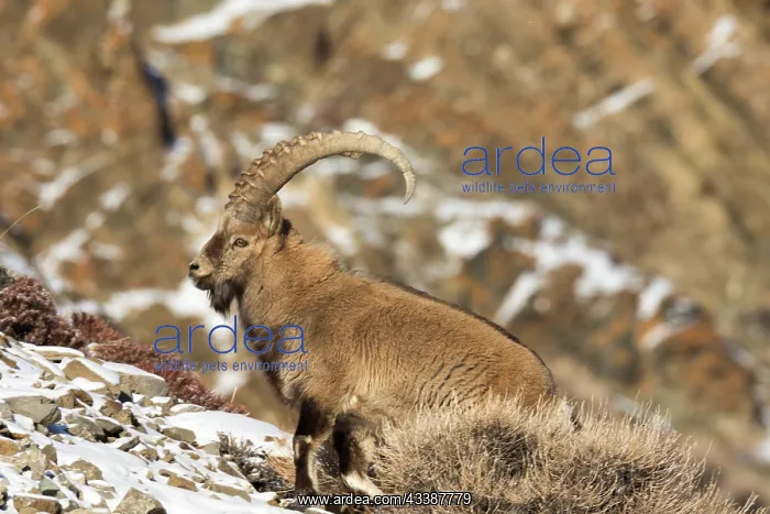 : SIBERIAN IBEX : SIBERIAN IBEX