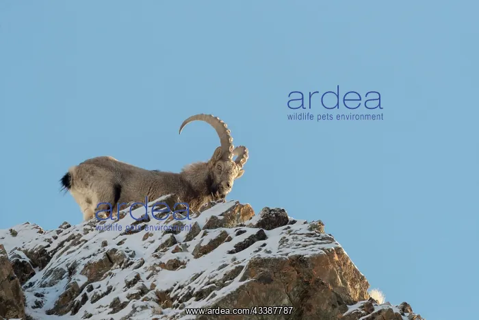 : SIBERIAN IBEX : SIBERIAN IBEX