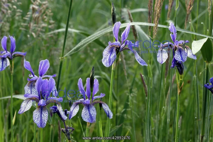 : Siberian Iris : Siberian Iris
