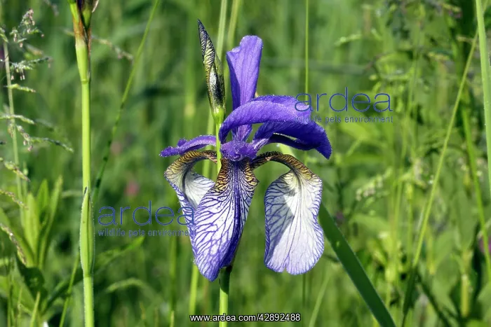 : Siberian Iris : Siberian Iris