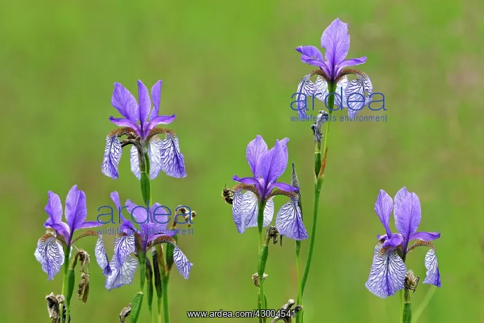  : Siberian Iris