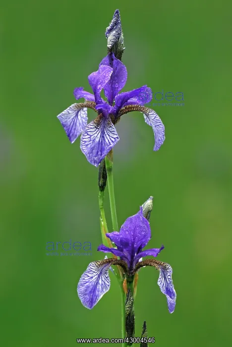  : Siberian Iris