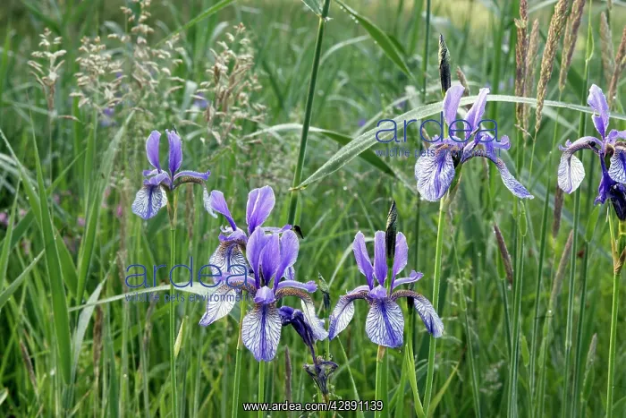 : Siberian Iris - found in the black peaty soil : Siberian Iris - found in the black peaty soil