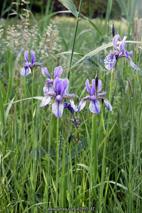 : Siberian Iris - found in the black peaty soil