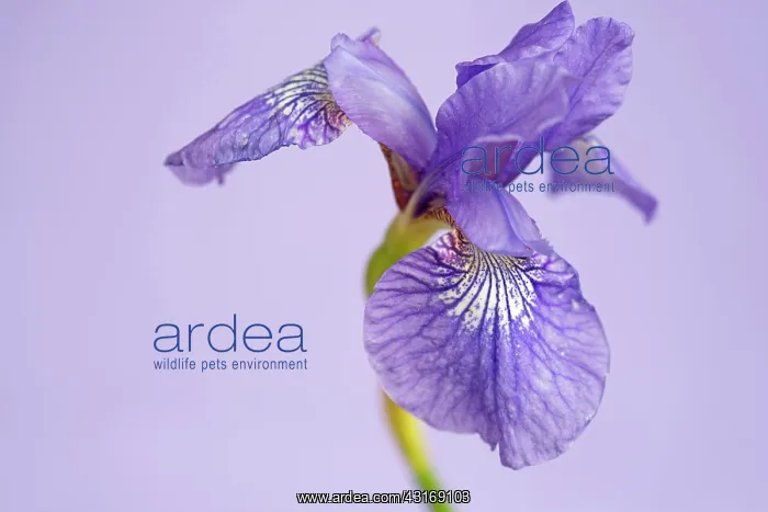 : Siberian iris, Iris sibirica Sparkling rose, purple flower : Siberian iris, Iris sibirica Sparkling rose, purple flower