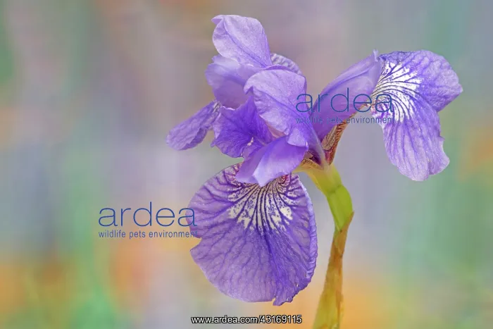 : Siberian iris, Iris sibirica Sparkling rose, purple flower : Siberian iris, Iris sibirica Sparkling rose, purple flower