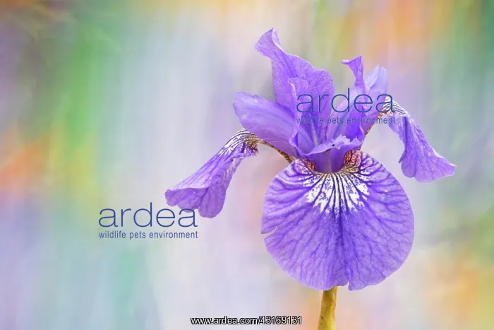 : Siberian iris, Iris sibirica Sparkling rose, purple flower : Siberian iris, Iris sibirica Sparkling rose, purple flower