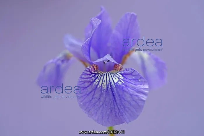 : Siberian iris, Iris sibirica Sparkling rose, purple flower : Siberian iris, Iris sibirica Sparkling rose, purple flower