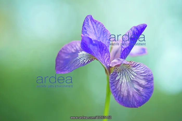 : Siberian iris, Iris sibirica Sparkling rose, purple flower : Siberian iris, Iris sibirica Sparkling rose, purple flower