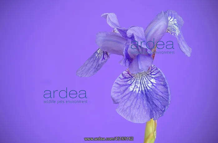 : Siberian iris, Iris sibirica Sparkling rose, purple flower : Siberian iris, Iris sibirica Sparkling rose, purple flower