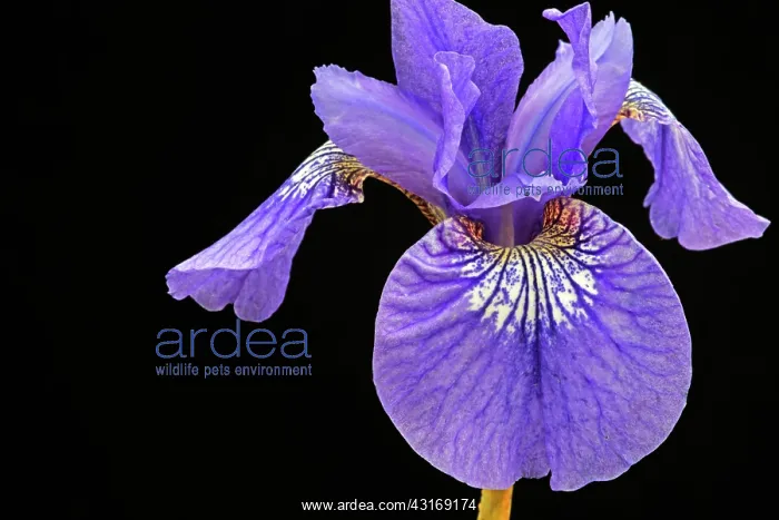  : Siberian iris, Iris sibirica Sparkling rose, purple flower