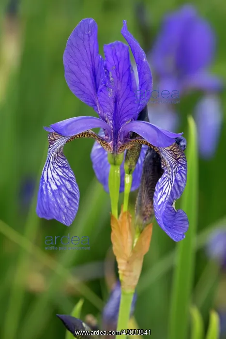: Siberian Iris / Siberian Flag Romania : Siberian Iris / Siberian Flag Romania