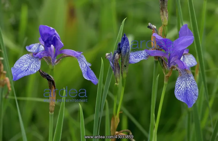 : Siberian Iris / Siberian Flag Romania : Siberian Iris / Siberian Flag Romania