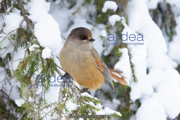  : Siberian Jay 109, S-E Arndt